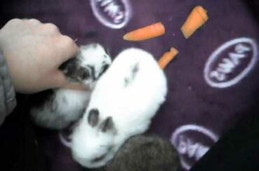 Baby rabbit eating a carrot / update