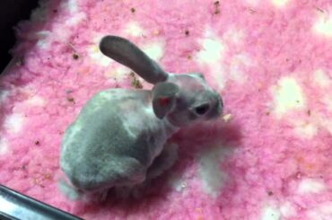 Tiny Baby Rabbit with No Hair