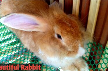 Beautiful Rabbit, Cute Rabbit, Lazy Rabbit, Rabbit is sleeping, The Pets Collective