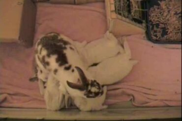 Rabbit Nursing 5 Babies