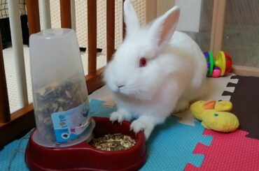 Mi conejita me mira fijamente mientras come🐰🌸😁Cute and Funny Bunny.