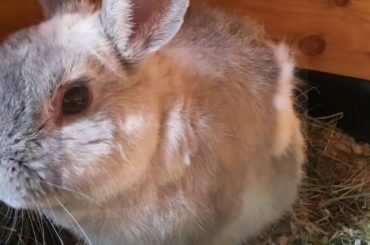 Our Rescue Bunny Rabbit 8 year old "Baby" First time in his new home - Carly's Mini Lops - Cute