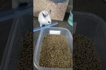 My neighbor's cute bunny opens bin