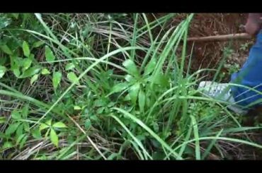 I SAVED A BABY RABBIT