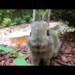 Meet Cute bunny -Johnny