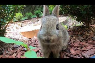 Meet Cute bunny -Johnny