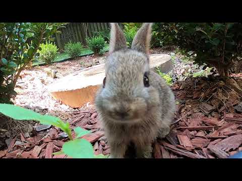 Meet Cute bunny -Johnny