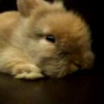 Charlie: The Cutest Bunny Ever