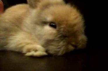 Charlie: The Cutest Bunny Ever