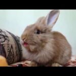 The Cutest Rabbit Bunny Compilation 2020