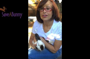 Adopting Baby Bunnies versus Adult Rabbits?