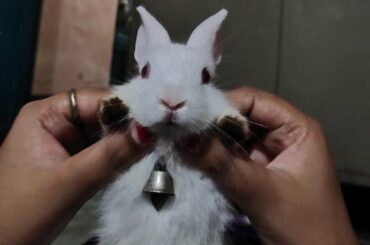 Wellcome new member of our Family/ My cute Bunny 🐰🐰