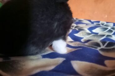 Cute Rabbit Babies || playing togethere || halftime