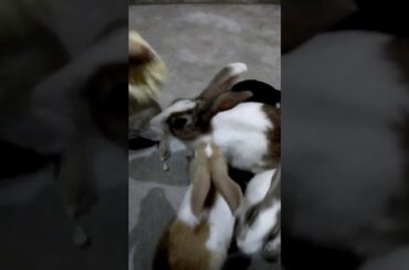 cute rabbit mom eating with bunnies