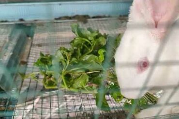 Baby Rabbit Nd- comel sangat