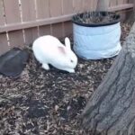 cute rabbit digging ❤❤❤