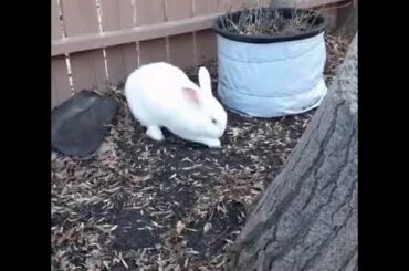 cute rabbit digging ❤❤❤