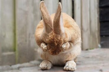Big rescued bunny preparing himself for a date with his girlfriends