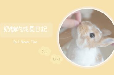 【Toffee's Story】Cute Bunny Showering!