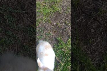 Our Cute Baby Bunnies having their morning run.