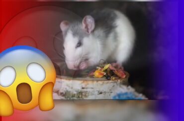 Cute rabbit funny moments | My latest video 🤣🤣🤣