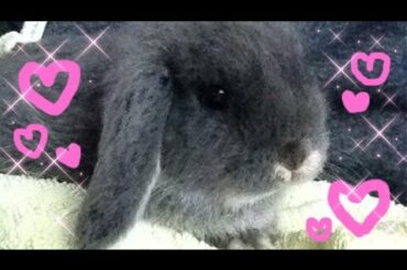 My Baby Blue Grey Rabbit Miniature lop, oscar