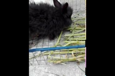 Super Cute Angora Rabbit Finding Food