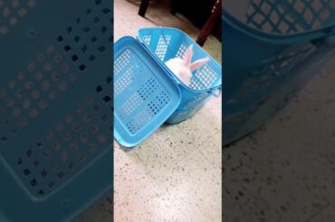 RABBIT HOP || Cute Rabbit in Basket ||  RABBIT JUMPING!