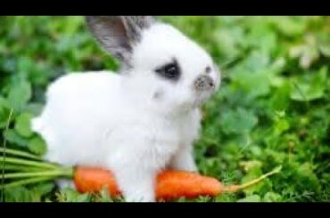 Cute Bunny Compilation