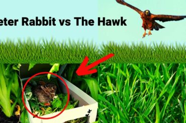 How we saved Peter Rabbit from a Hawk ATTACK and How to Give CARE to a Baby Rabbit!