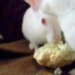Funny rabbit video, white rabbit having fun