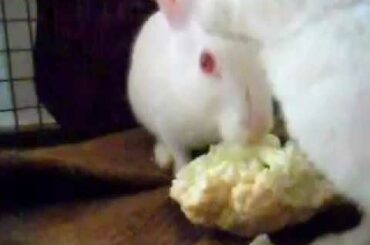 Funny rabbit video, white rabbit having fun