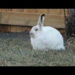 Cute Rabbit vedio collection 🐇🐇🐇🐇🐇