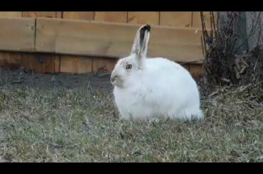 Cute Rabbit vedio collection 🐇🐇🐇🐇🐇