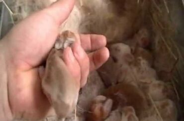 New Zealand Rabbit Update New babies & a check in on the older spring kits 6/4/13