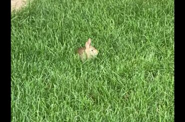 Backyard Critters: Close-Up of The Cutest Little Bunny Rabbit Chilling In The Cool Grass At Sunrise