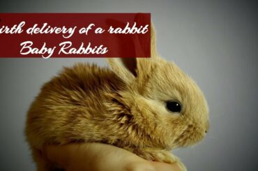 RABBITS   Birth delivery of a rabbit part 1  Her babies