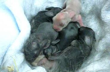 1 Day Old Rabbit Yawns, Smacks Lips, And Gets Comfortable