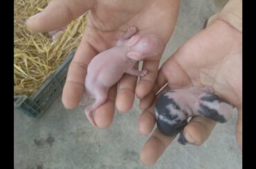 How do we know if rabbit babies have been fed?|| subtitle available