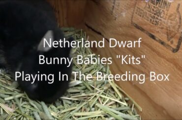 3 Week Old Cute Netherland Dwarf Bunny Babies Jumping