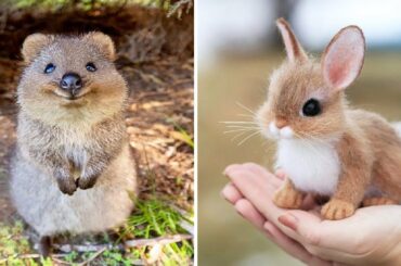 Cute baby animals Videos Compilation cute moment of the animals - Dog and Cat SOO Cute #100