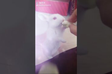CUTE BABY BUNNY EATING.