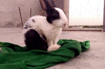 Funny and Cute Baby Bunny Rabbit  HD Videos | Baby Rabbit | Rabbit | Rabbit Eating