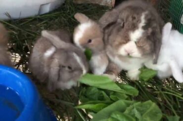 Baby bunnies eating with their mom