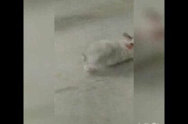 Cute rabbit🐇🐰 walking first time_ Mr rabbit  _ baby rabbit 🥰🥰😍😘