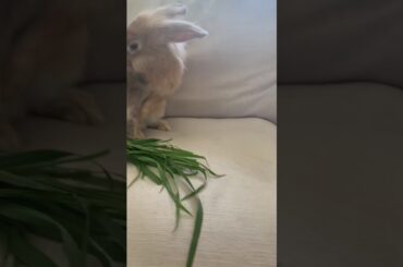 Cutest bunny video