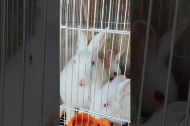 CUTE RABBIT EATING PELLETS