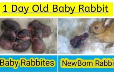 Baby Rabbit || 1 Day old Rabbit || Newborn Rabbit