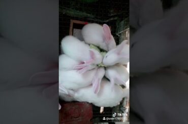 baby rabbit eating food