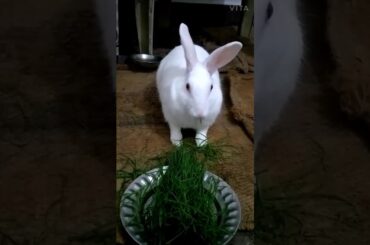 Cute rabbits loves to eat Grass. very funny , must watch.